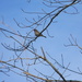 Bird on Branch by sfeldphotos