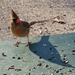 Mrs. Cardinal sees her shadow by tunia