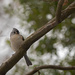 Tufted Titmouse by lstasel