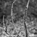 A fallen pine branch... by marlboromaam