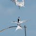 Tern Ballet by yorkshirekiwi