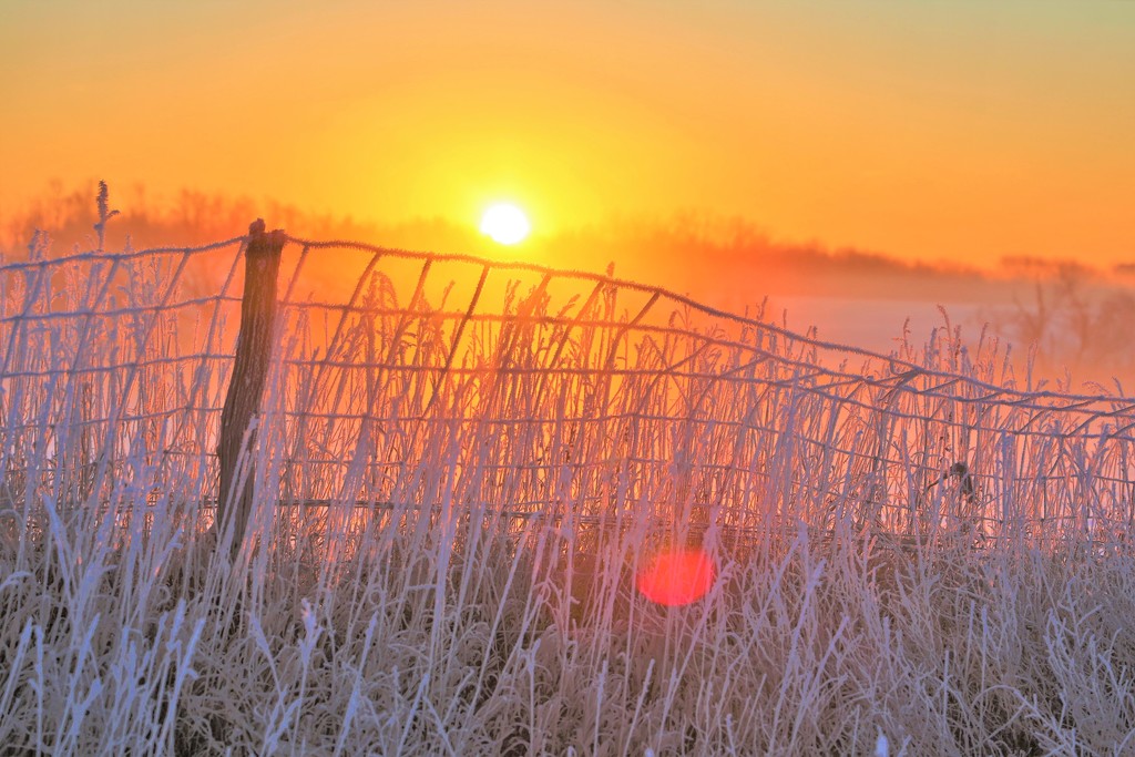 Frosty Fence by lynnz