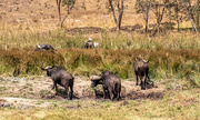 4th Feb 2021 - A gif of a herd of Buffalo