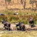 A gif of a herd of Buffalo by ludwigsdiana
