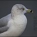Ring-billed Gull by madamelucy