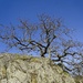 Gary Oak Tree by mitchell304
