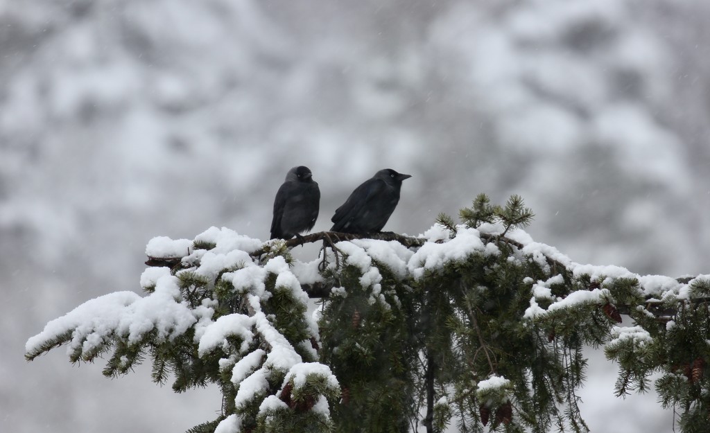 Jackdaws in the Snow by jamibann