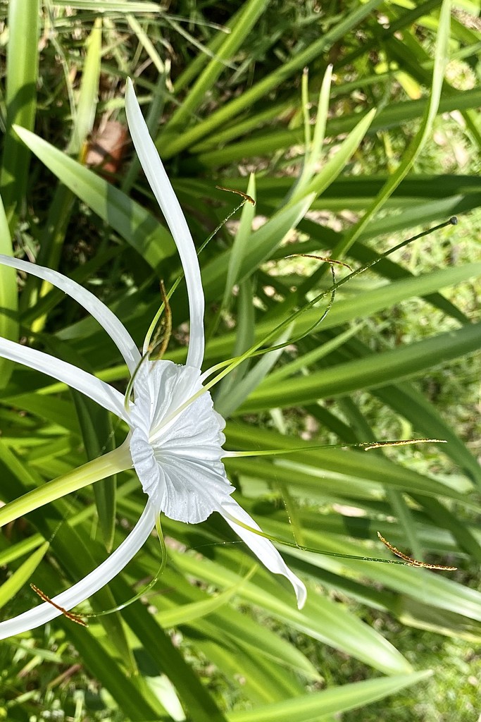 Perfumed spiderlily (Hymenocallis latifolia) flower by johnfalconer