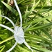 Perfumed spiderlily (Hymenocallis latifolia) flower by johnfalconer