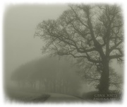 4th Feb 2021 - Ghostly Trees