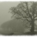 Ghostly Trees by carolmw