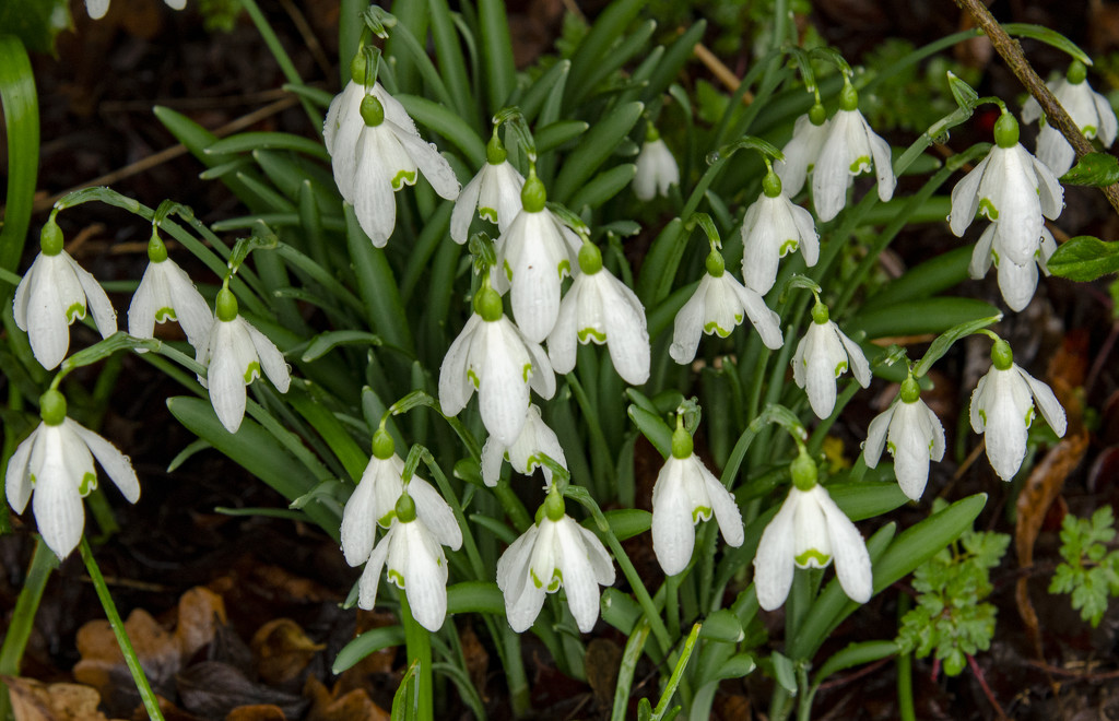 More Snowdrops by clivee