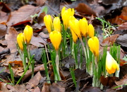 4th Feb 2021 - More Spring Flowers