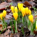 More Spring Flowers by davemockford