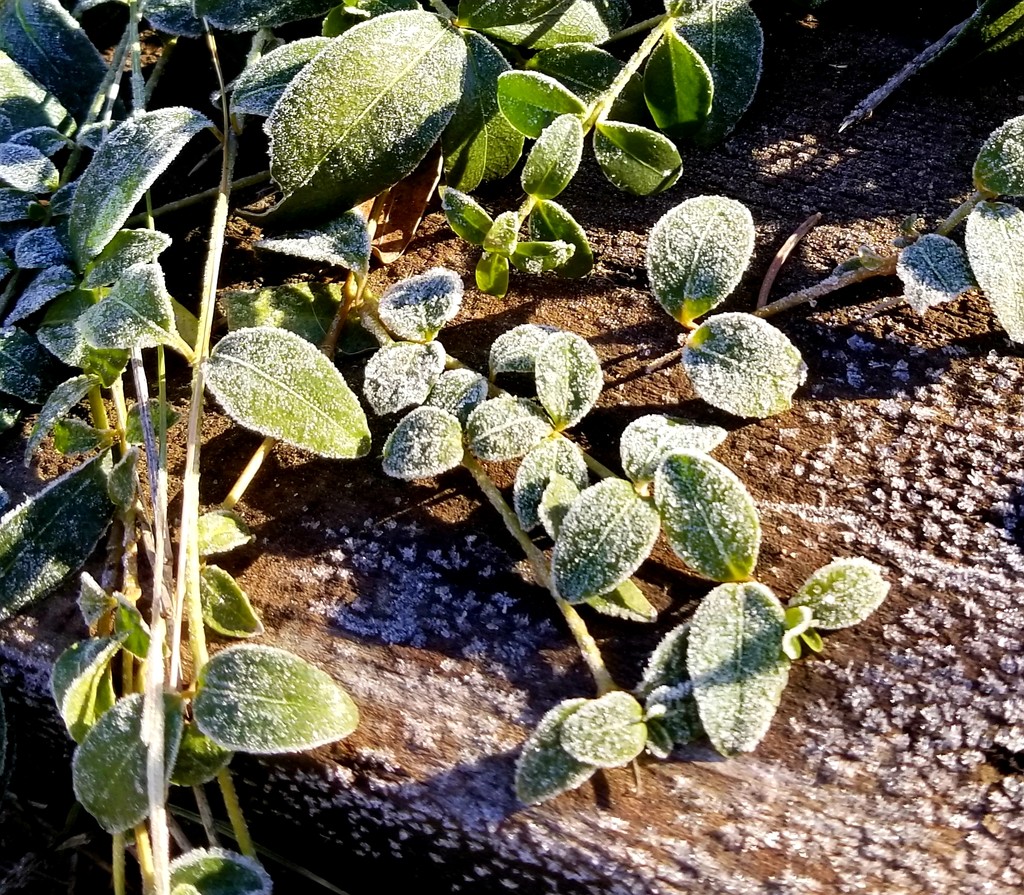 Frost on the Vinca by ljmanning
