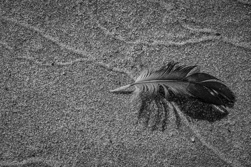 Feather by k9photo