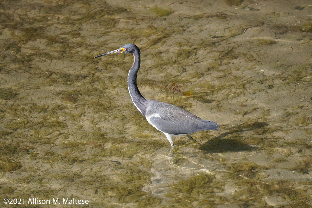Tricolored Heron by falcon11