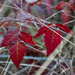 Winter Blackberry leaves by theredcamera