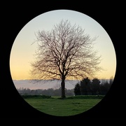 28th Jan 2021 - Tree  - winter evening glow 