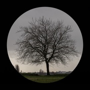 30th Jan 2021 - Tree - winter grey 