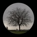 Tree - winter grey  by judithmullineux