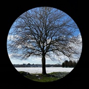 29th Jan 2021 - Tree - winter snow blue sky 