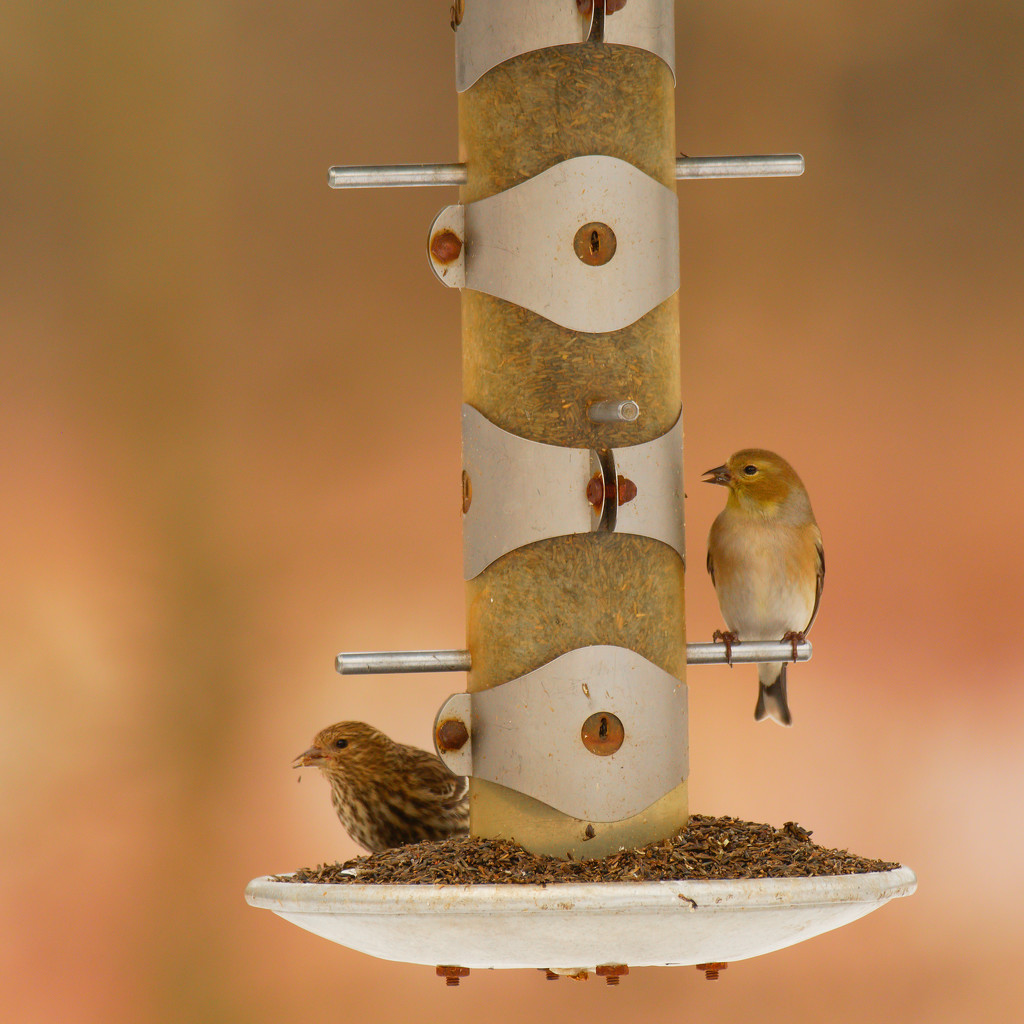 Pine siskin and American Goldfinch at the feeder by rminer