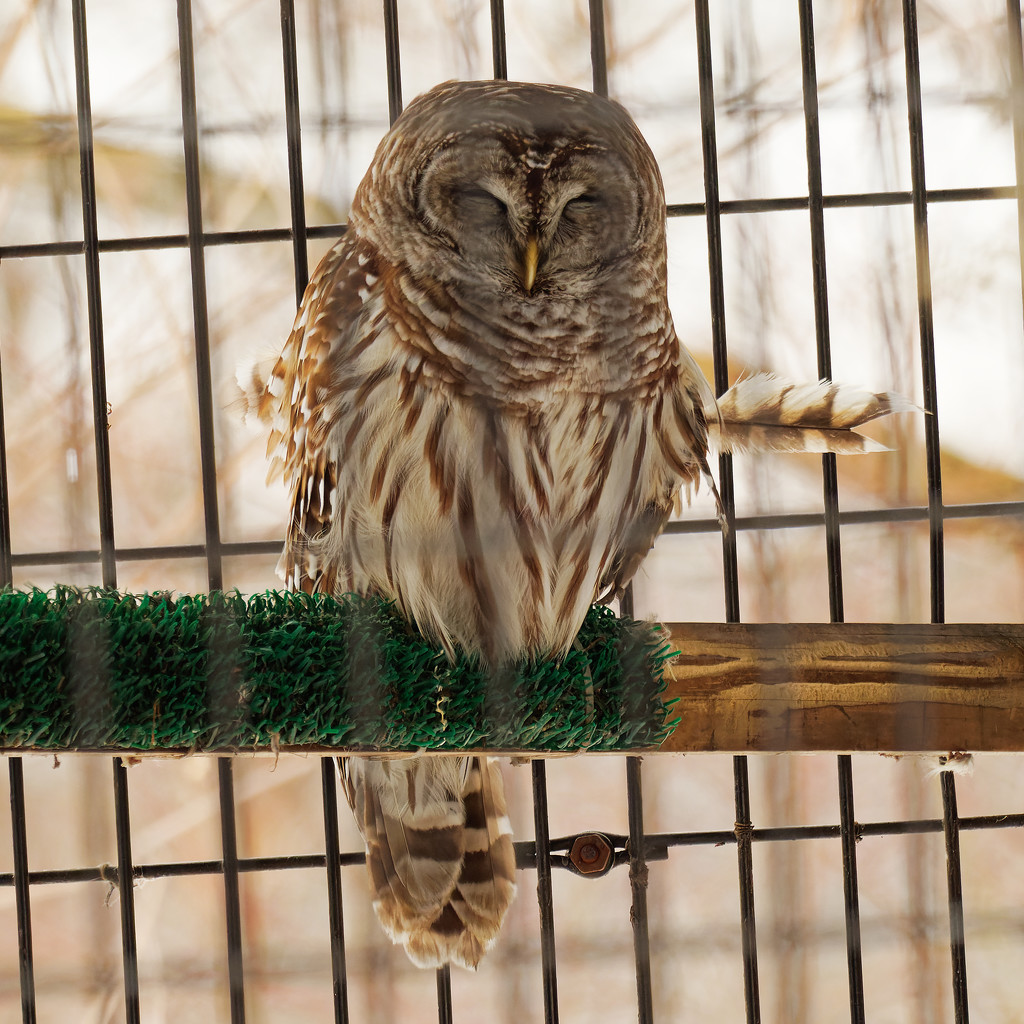 Barred owl by rminer