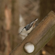 4th Feb 2021 - white breasted nuthatch