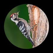 2nd Feb 2021 - lesser spotted woodpecker 