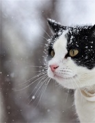 4th Feb 2021 - Snow Kitty