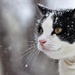 Snow Kitty by lynnz