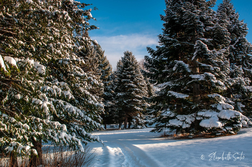 Ringve Botanical Garden in winter by elisasaeter