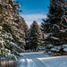 Ringve Botanical Garden in winter by elisasaeter