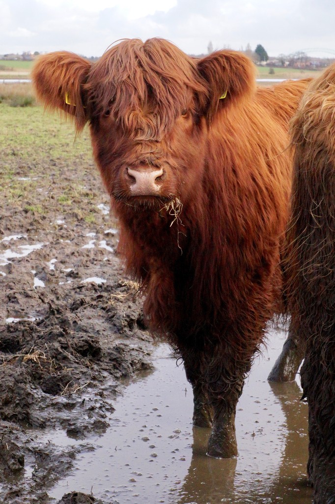LITTLE COO IN THE MUD by markp