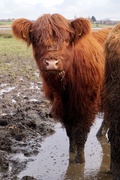 4th Feb 2021 - LITTLE COO IN THE MUD