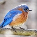 Eastern Bluebird  by khawbecker