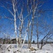 White Birch  by sunnygreenwood