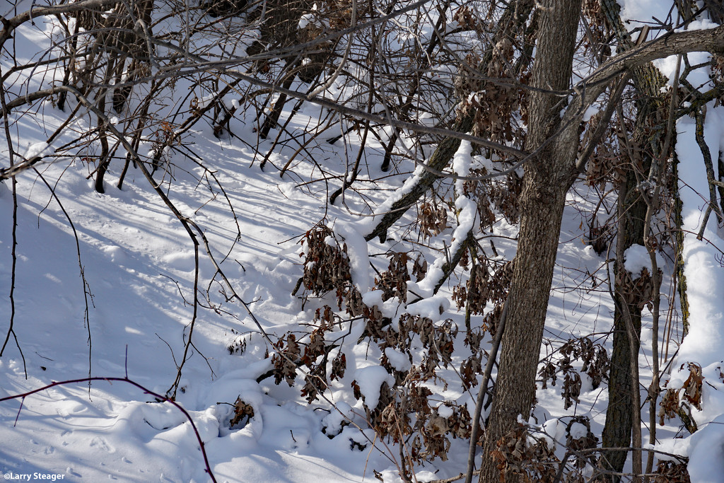 Winter wonderland 4 by larrysphotos