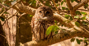4th Feb 2021 - Barred Owl Down Low!
