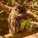 Barred Owl Down Low! by rickster549