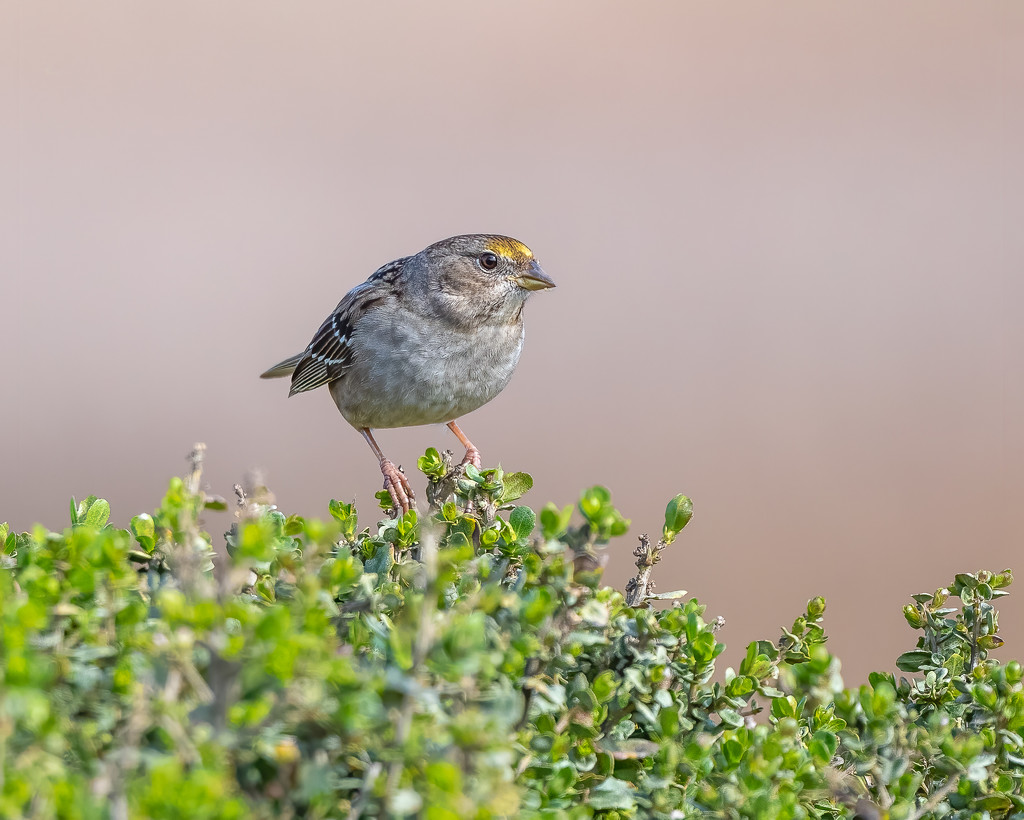 Young Golden-crowned Sparrow by nicoleweg