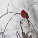 Red Beauty 011_354_2011 by pennyrae