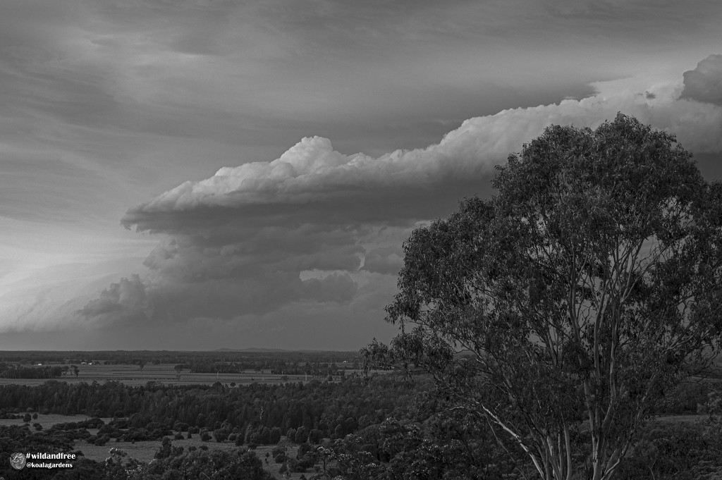 cloudscape by koalagardens