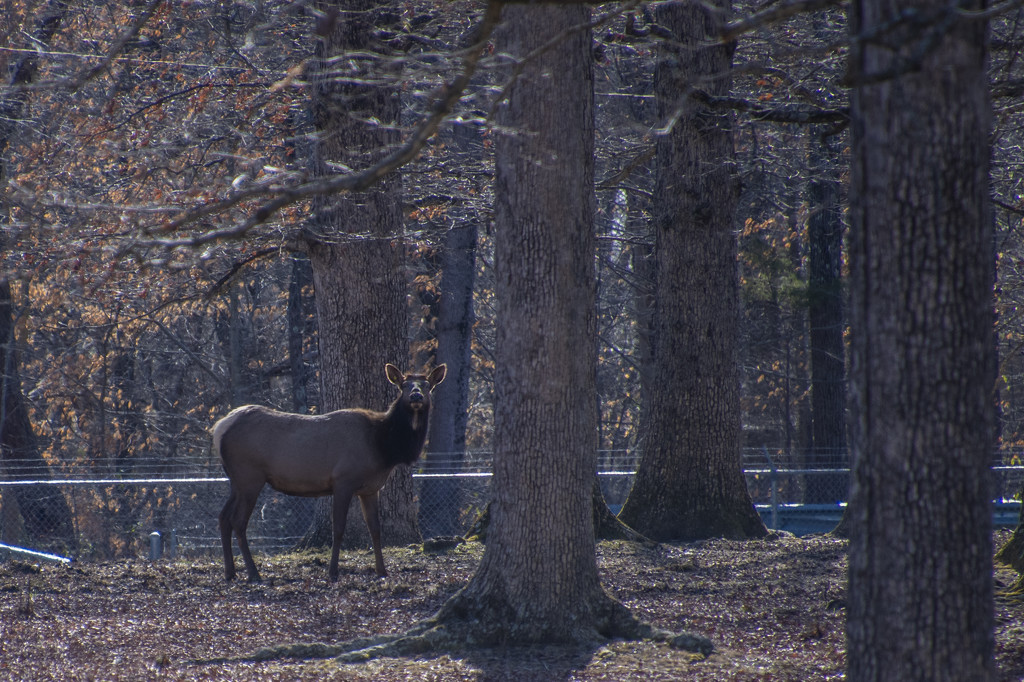 US Army Elk III by timerskine