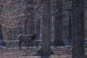 4th Feb 2021 - US Army Elk III