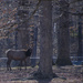 US Army Elk III by timerskine