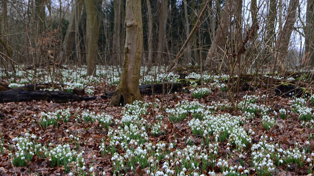 First snowdrops by iiwi