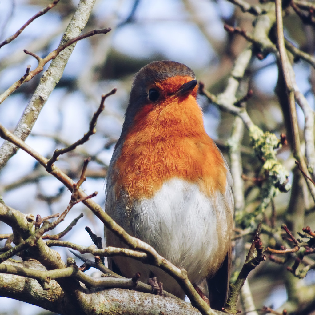 Robin in the park by cam365pix