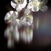Orchids by joemuli